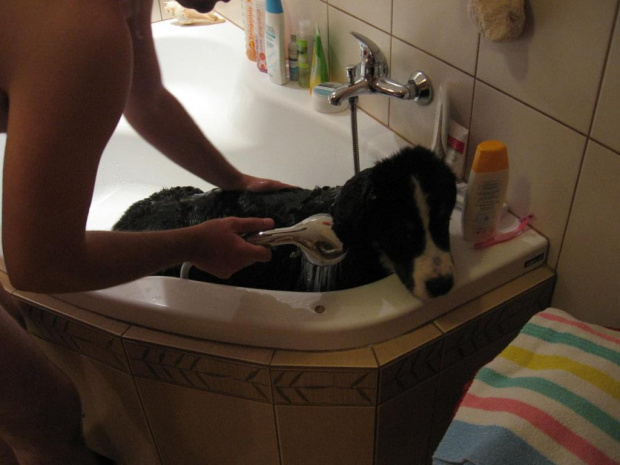 najmokrzejszy najuczuciowszy pies :) Pierwsza kąpiel :)