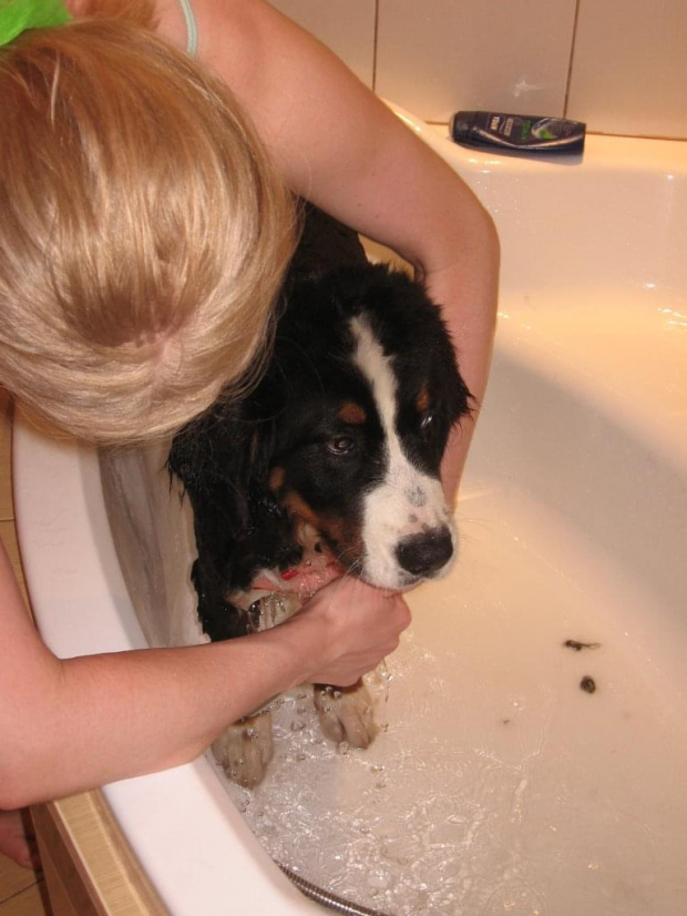 najmokrzejszy najuczuciowszy pies :) Pierwsza kąpiel :)