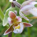 storczyk #storczyk #orchidea