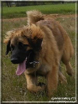 #leonberger #AptekaNatury