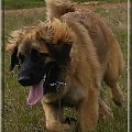 #leonberger #AptekaNatury