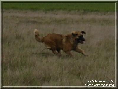 #leonberger #AptekaNatury