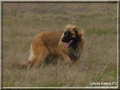 #leonberger #AptekaNatury