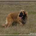 #leonberger #AptekaNatury