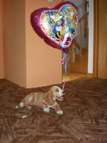 #zwierzęta #psy #spaniel #zabawa #balon