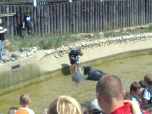 01.07.2008 wtorek --> dzień trzeci cudownych wakacji. Fokarium - pora karmienia fok #HelPociągMorze