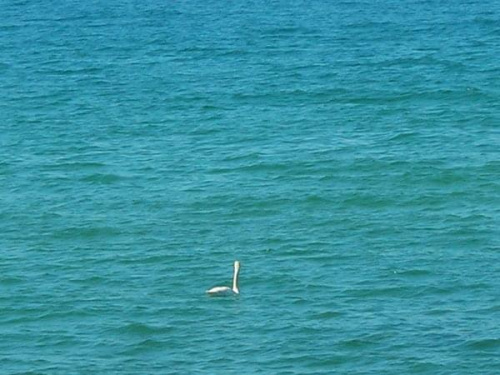 Łabądź ;Dna morzu...:PP #Łąbądź #wakacje #morze