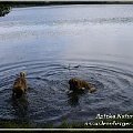 #leonberger #AptekaNatury