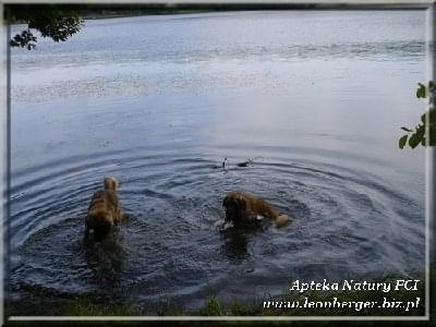 #leonberger #AptekaNatury