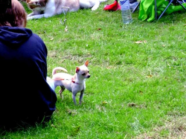 Dog show - Swindon - czerwiec 2008