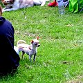 Dog show - Swindon - czerwiec 2008