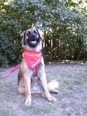 #leonberger #AptekaNatury