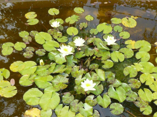 w ogrodzie botanicznym w Zagrzebiu Chorwacja 2008 rok. #OgródBotaniczny #Zagrzeb #Chorwacja #przyroda #fauna #flora