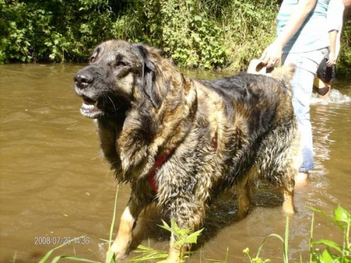 #leonberger #AptekaNatury