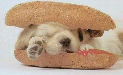 Pies w hamburciu. #pies #mniam #hamburger