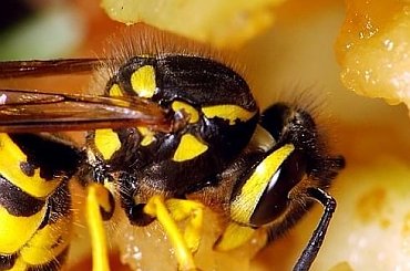 makro, osa pospolita #makro #OsaPospolita