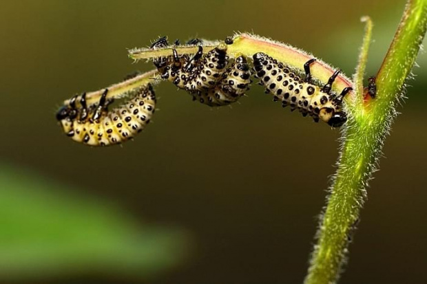 macro, owady, robaczki makro #macro #owady #RobaczkiMakro