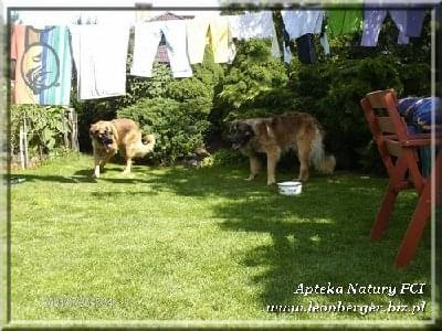 #leonberger #AptekaNatury