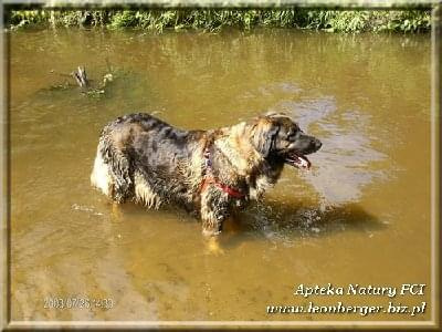 #leonberger #AptekaNatury