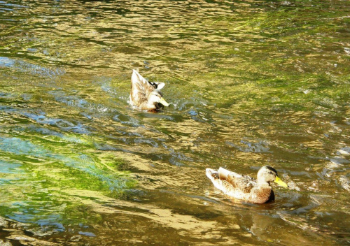 Kaczki - Sławno,sierpień 2008 r. #Ptaki #kaczki