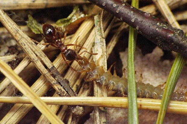 mrówka, owady, makro, macro, pluskwiaki #mrówka #owady #makro #macro #pluskwiaki