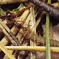 mrówka, owady, makro, macro, pluskwiaki #mrówka #owady #makro #macro #pluskwiaki