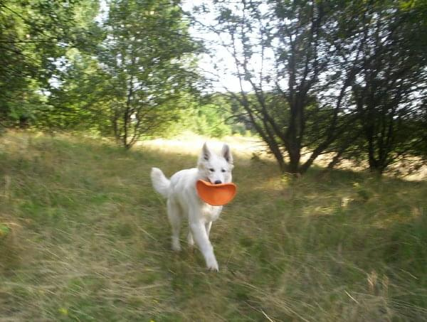 Nesti i frisbee :)