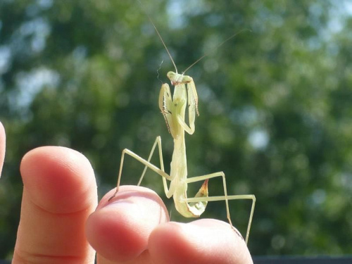 Tenodera aridifolia sinensis