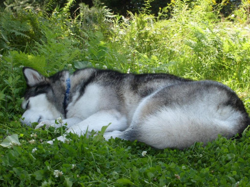 masza z howerli #alaskan #malamute