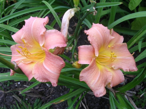 Hemerocallis 'Stanisław Moniuszko'