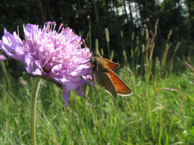 #motyl