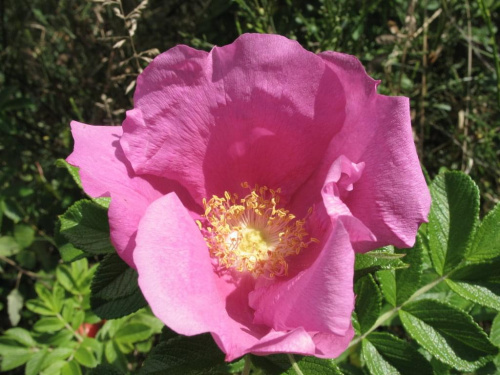 dzika róża (Rosa canina)