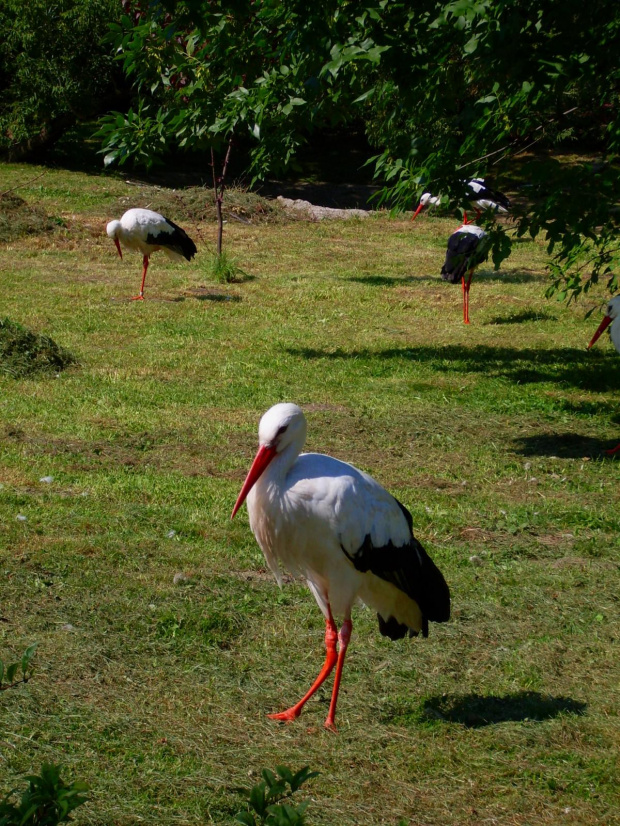 zOO - klekleklekle (bocian) #zwierzęta