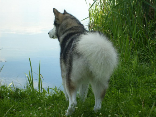 masza z howerli #MASZA #MASZAZHOWERLI #ALASKANMALAMUTE