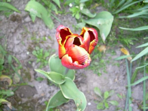 Tulipan #tulipany #kwiaty #wiosna