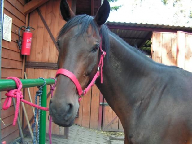 Drahma #konie