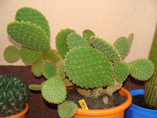 Opuntia microdasys