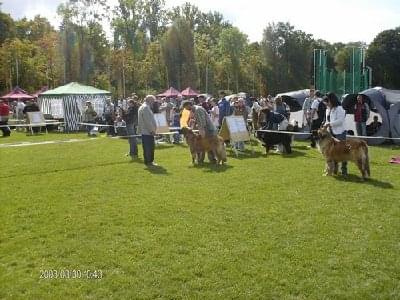 #leonberger #AptekaNatury