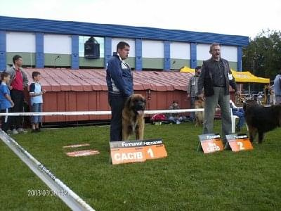 #leonberger #AptekaNatury