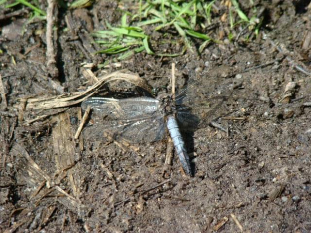 Libellula fulva (chyba?) #ważka #owady #przyroda #zwierzęta #jeziora