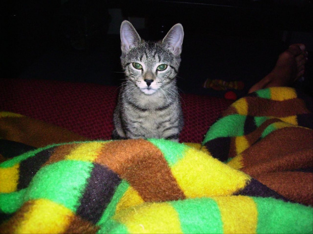 Burasia mały śpioch