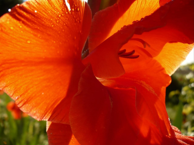 zwiewność gladioli