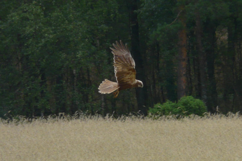 błotniak stawowy