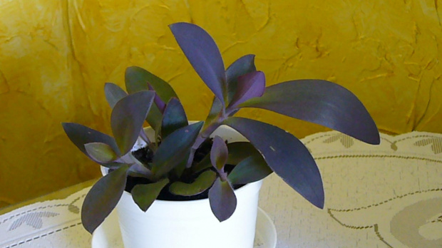 Tradescantia pallida / Trzykrotka purpurowa