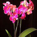orchidea /phalaenopsis/