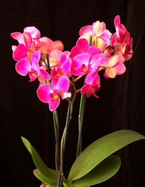 orchidea /phalaenopsis/