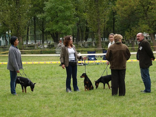 Wybór zwycięzcy rasy - FALCO Granda Wesołków, VIOLA vom Blauen Wunder, SABA Ekado