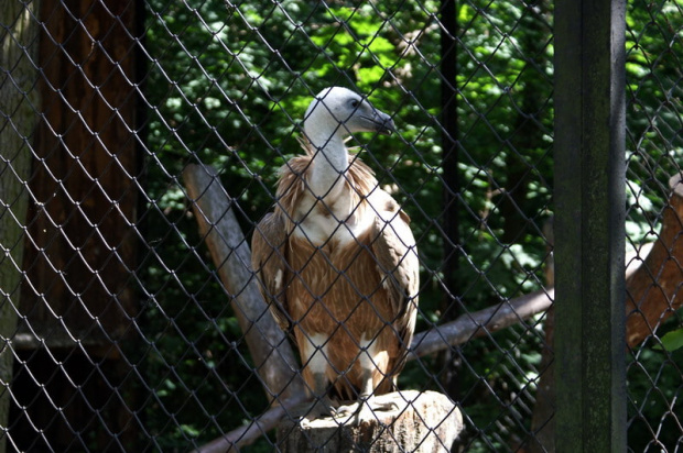 zaprosiłem 3 dzieci i mamę-ciocię do ZOO ale była sjesta zwierzęca i mało było szalonych zwierząt widać :) #ZOO