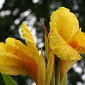 canna kleopatra