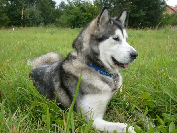 Masza z Howerli #masza #MaszaZHoiwerli #AlaskanMalamute